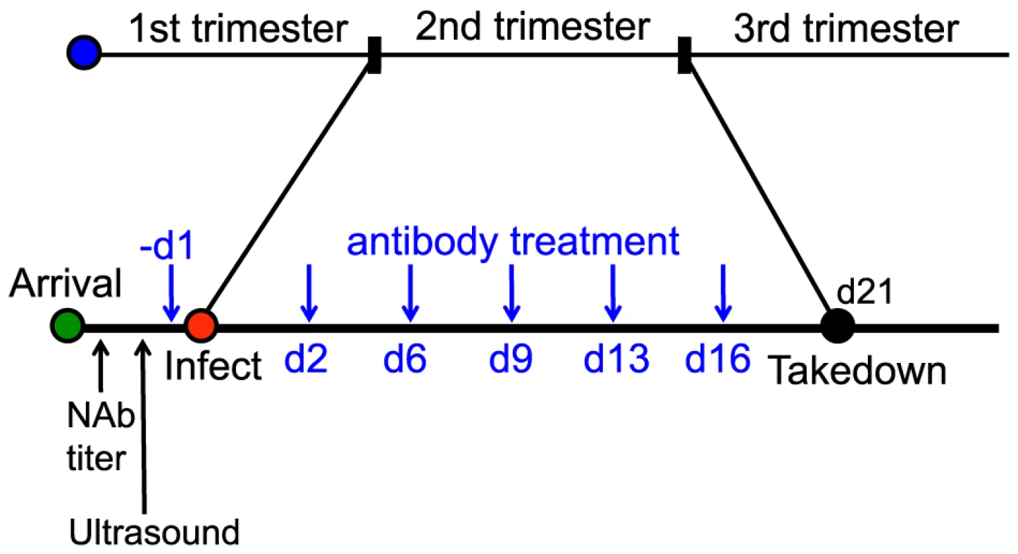 Schematic for the anti-gH/gL prophylactic protection study.