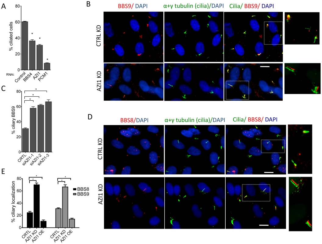 AZI1 knockdown reduces ciliogenesis but increases ciliary localization of the BBSome.