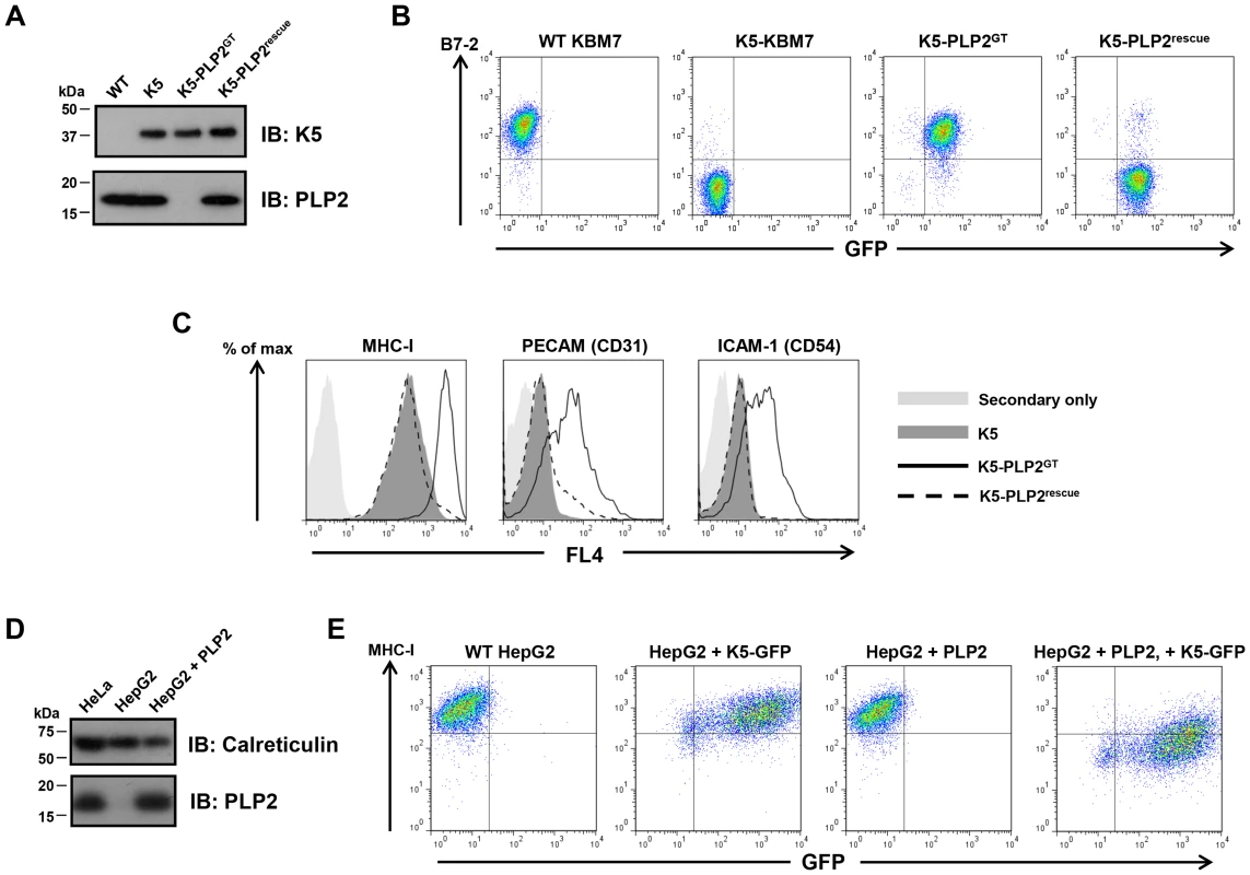 PLP2 is required for the function of K5.