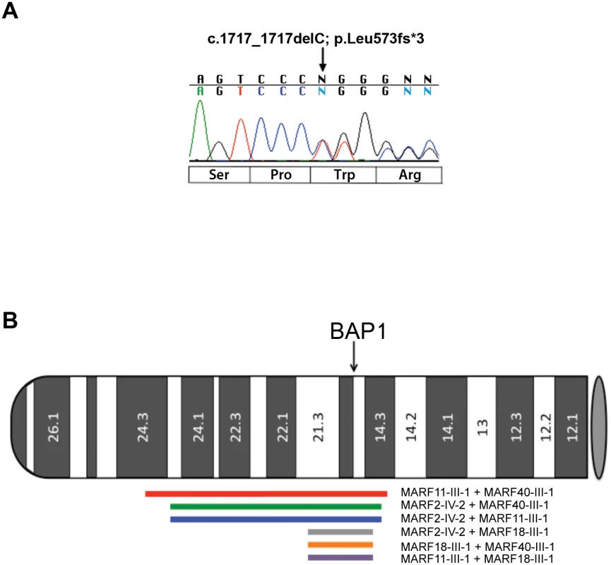 Electropherogram of BAP1 c.1717_1717delC mutation and chromosome 3 IBD shared haplotypes in the 4 founder MARF patients studied.