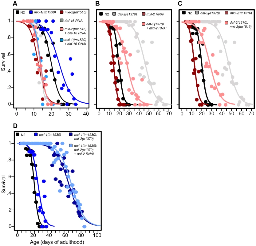 The Myc-Mondo/Mad complexes intersect with ILS in longevity.