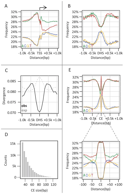 Punctuated GC elevation around conserved elements in flies.