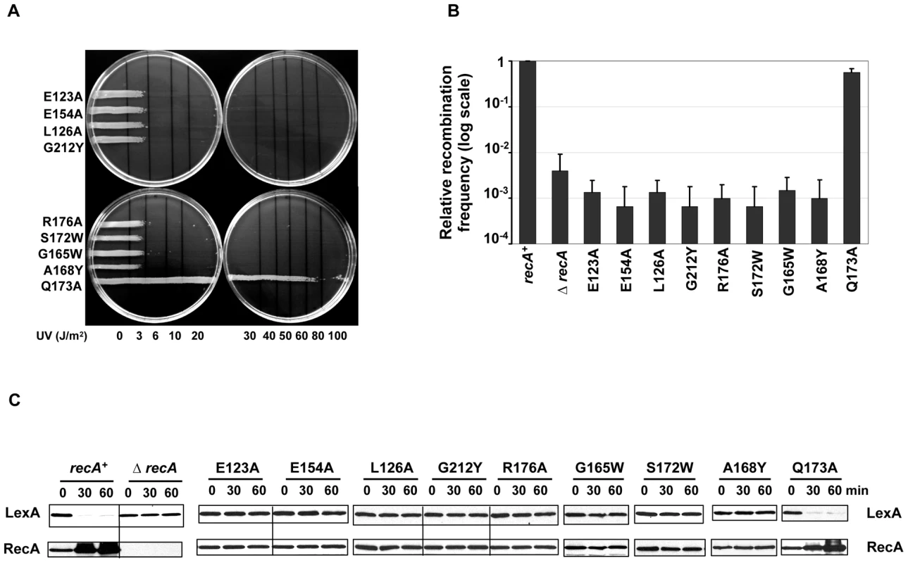 RecA extended interface patch residues are involved in RecA active filament formation.