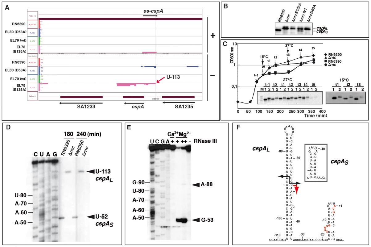 RNase III processes the 5′ untranslated region of <i>cspA</i> mRNA.