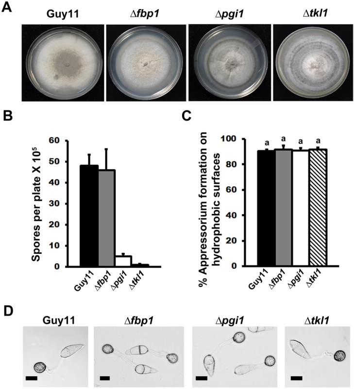 Dissection of G6P-utilizing pathways by gene functional analysis.