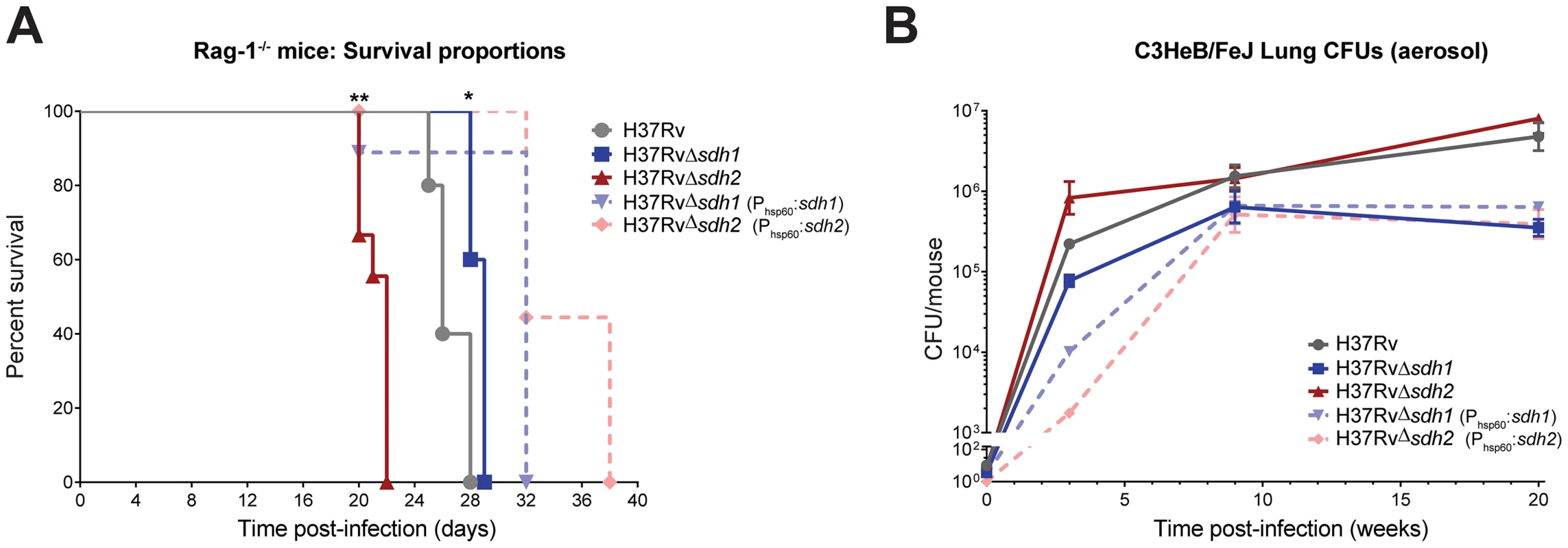 Modulation of succinate levels affects both virulence and survival of <i>M. tuberculosis</i> in mice.
