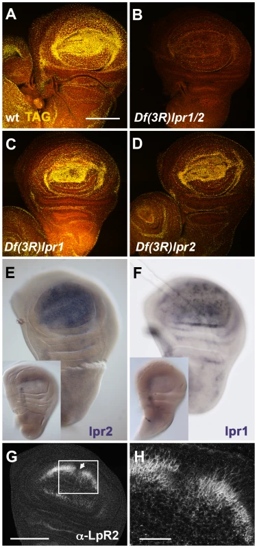<i>lpr1</i> and <i>lpr2</i> are required for the uptake of neutral lipids by wing imaginal disc cells.