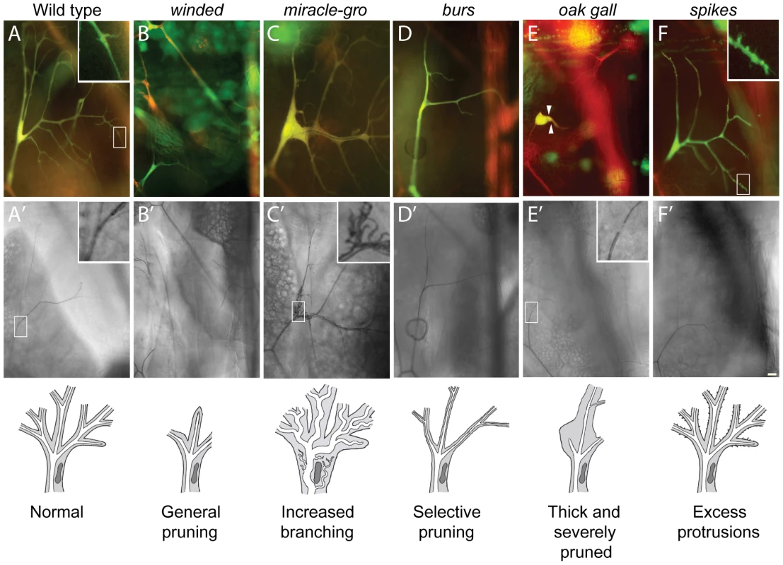 Terminal cell branching mutants.