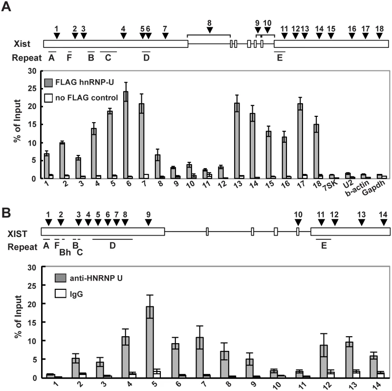hnRNP U interacts directly with the first and last exons of mouse and human Xist RNA.