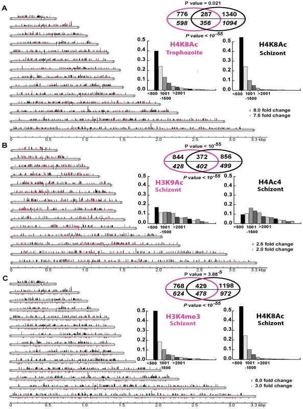 Genome-wide histone hyperacetylation induced by apicidin.