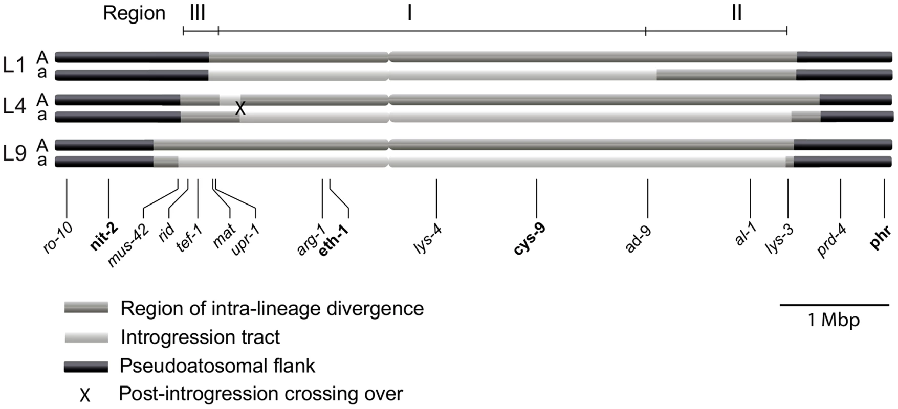 Schematic illustration of the mating-type (<i>mat</i>) chromosomes of the three <i>N. tetrasperma</i> lineages included in the study.
