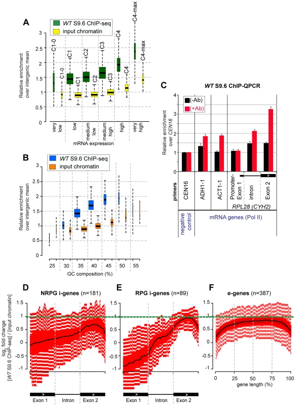 R-loops are enriched over the second exon of intron-containing genes.
