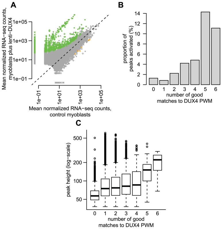 Some DUX4-bound repetitive elements are transcriptionally activated by DUX4.