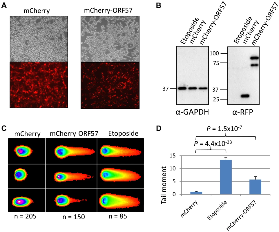 ORF57 induces double strand breaks in a neutral comet assay.