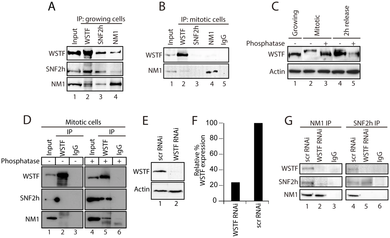 During cell division, WSTF phosphorylation events govern the assembly and disassembly of B-WICH.