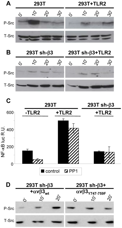 HSV-induced phosphorylation of Src, dependent on αvβ3-integrin.