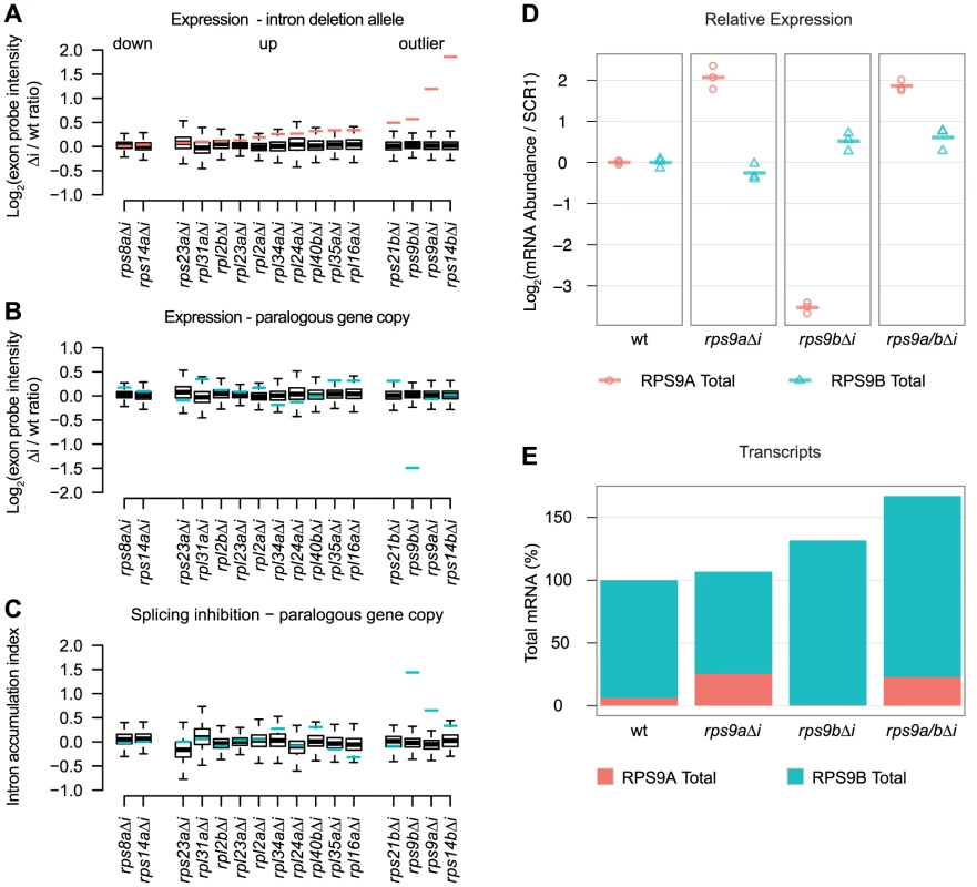 RPG intron deletions reveal gene-specific effects on steady-state mRNA levels.