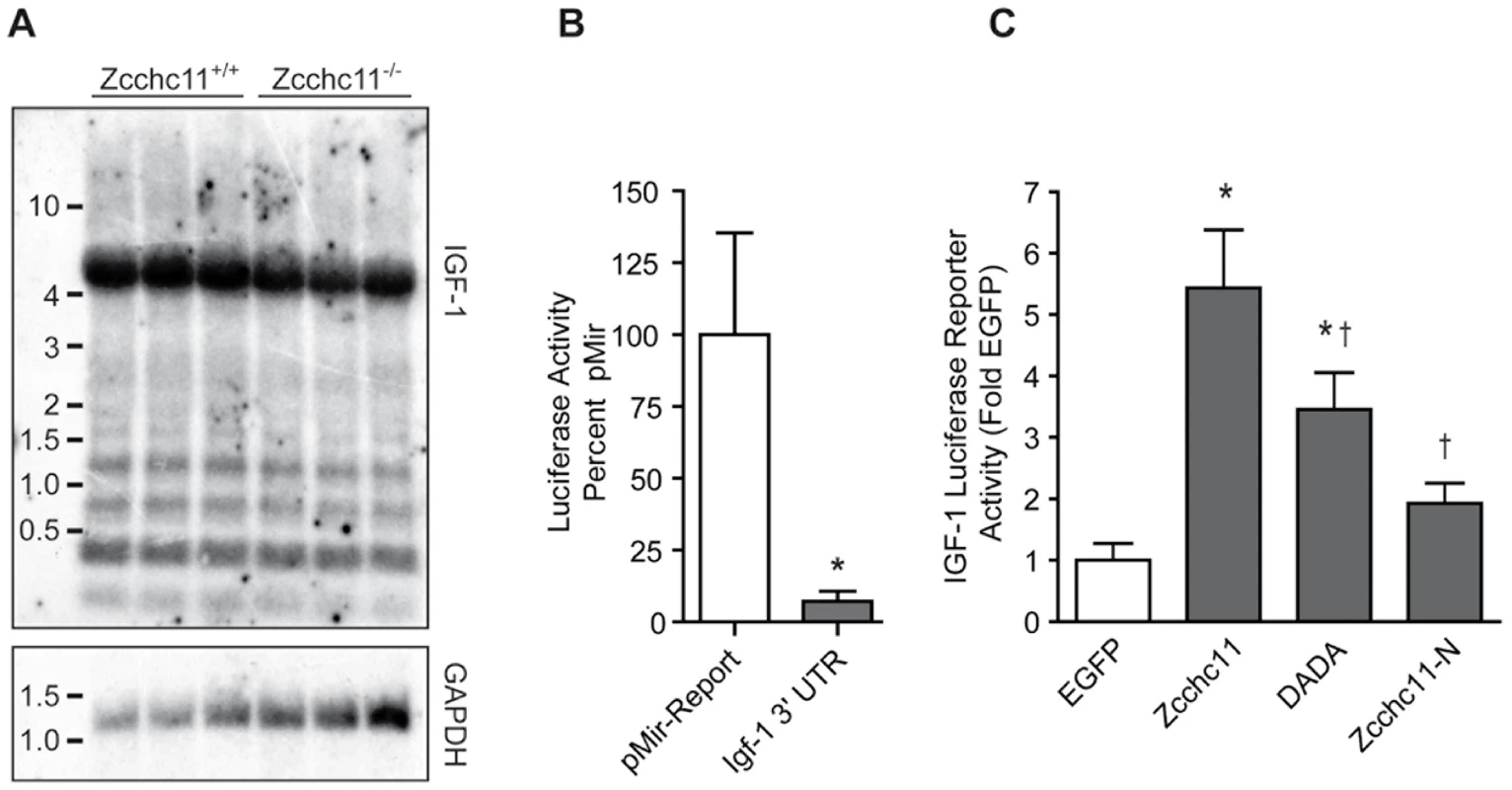 Zcchc11 stabilizes the IGF-1 3′ UTR.