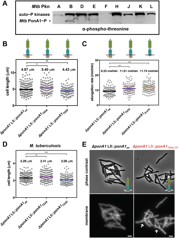 Phosphorylation regulates the rate of cell elongation.