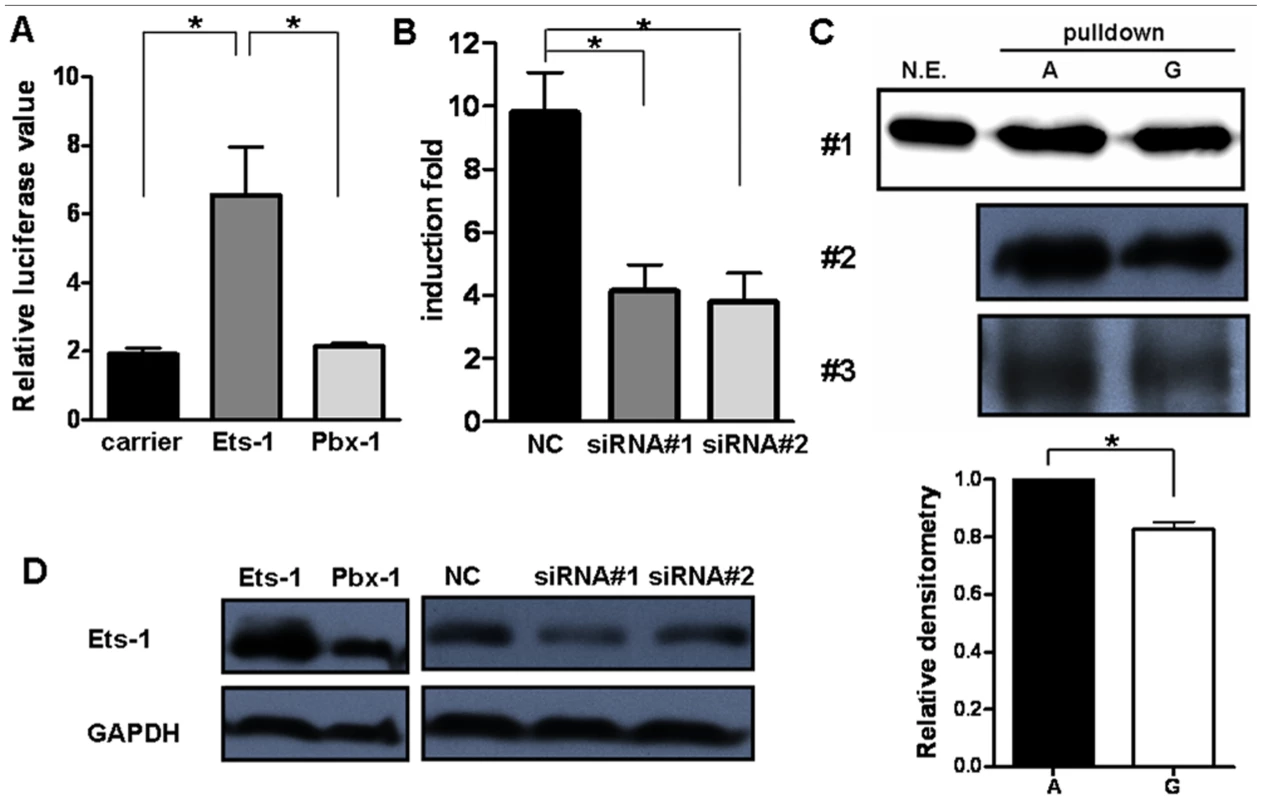 Ets-1 regulates <i>miR-146a</i> expression and accounts for the different regulatory activities of the rs57095329 alleles.