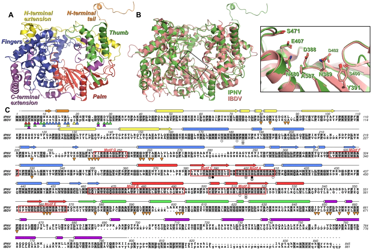 Structure of IPNV VP1.