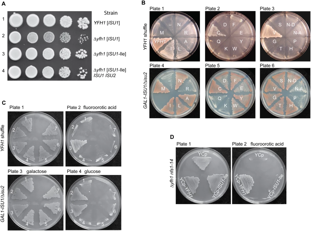Genetic manipulations of <i>ISU1</i>-Ile and other <i>ISU1</i> alleles.