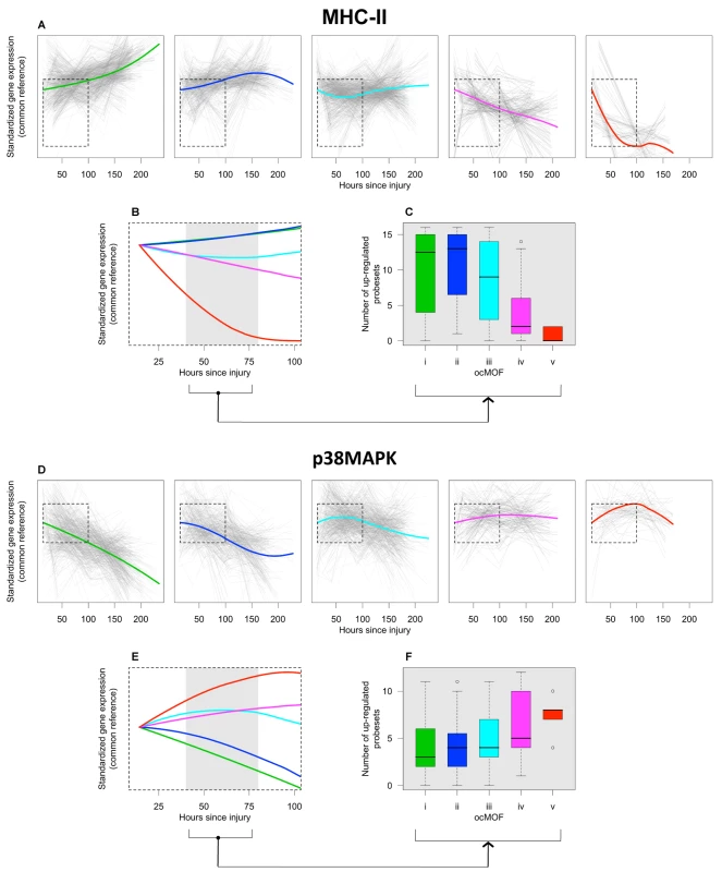 ocMOF and gene expression dynamics of MHC-II and p38 MAPK.