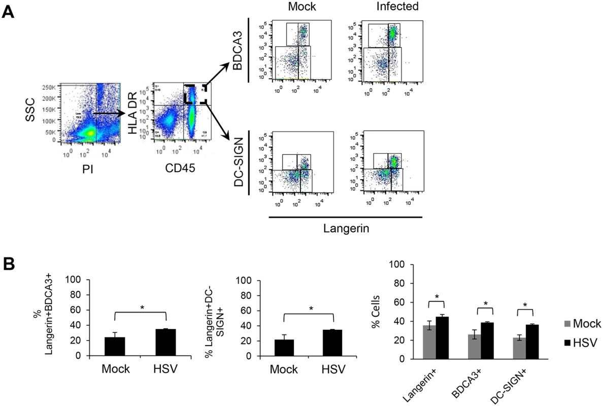 Emigration of DCs from inner foreskin explants with or without HSV infection.