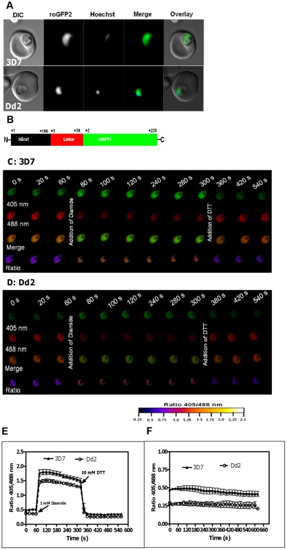 Real-time imaging of the glutathione redox potential in <i>P. falciparum</i>.