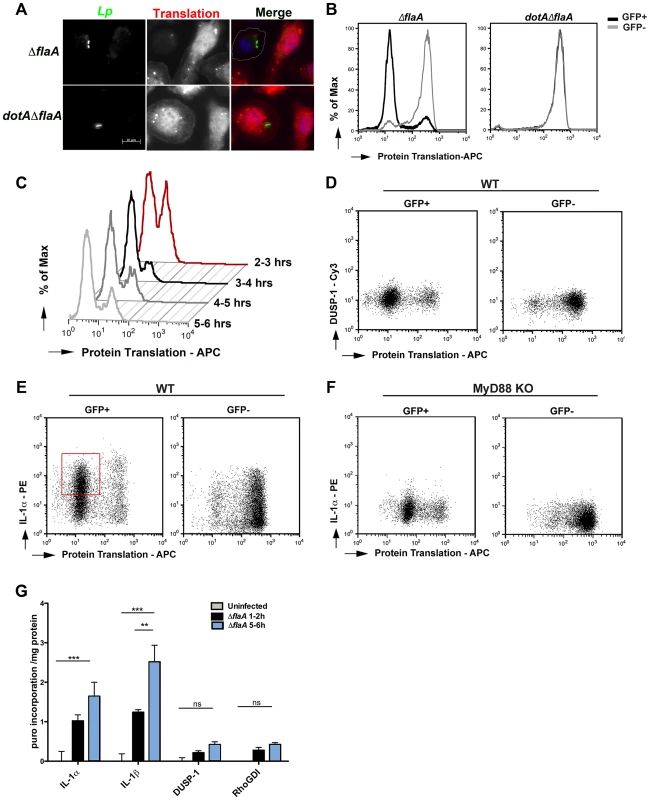 Translation of IL-1 takes place in the presence of <i>L. pneumophila</i> elongation inhibitors.