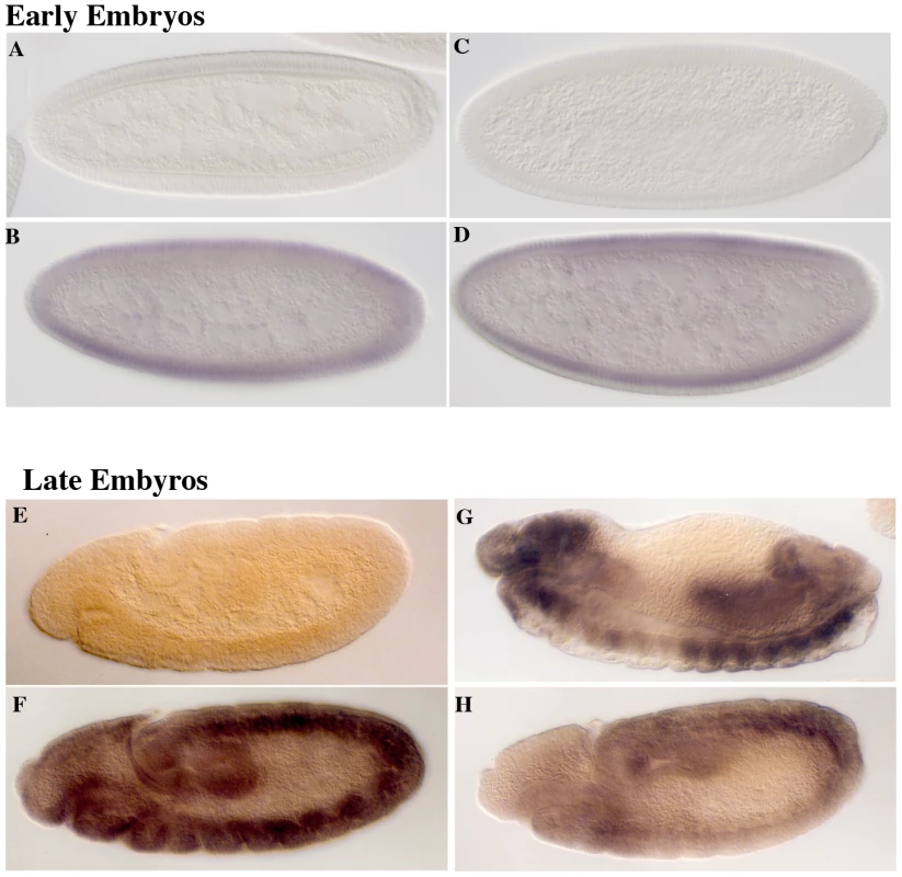 <i>eif4e</i> mutations alter expression of <i>Sxl</i> from the late, but not the early, promoter.