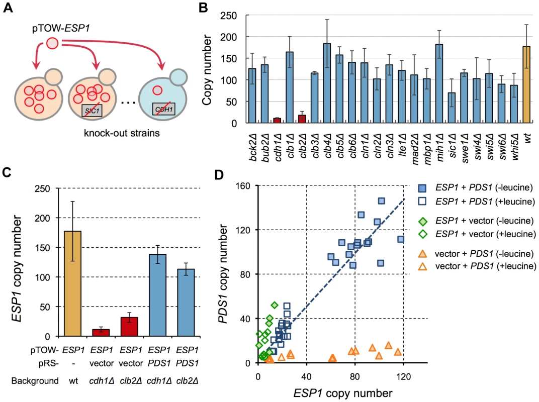 Screening of regulators conferring cellular robustness upon overexpression of <i>ESP1</i>.