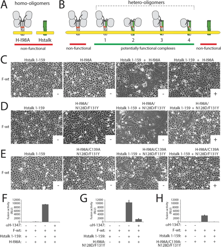 Investigation of the mAb αH-1347 to H stoichiometry required for membrane fusion inhibition.