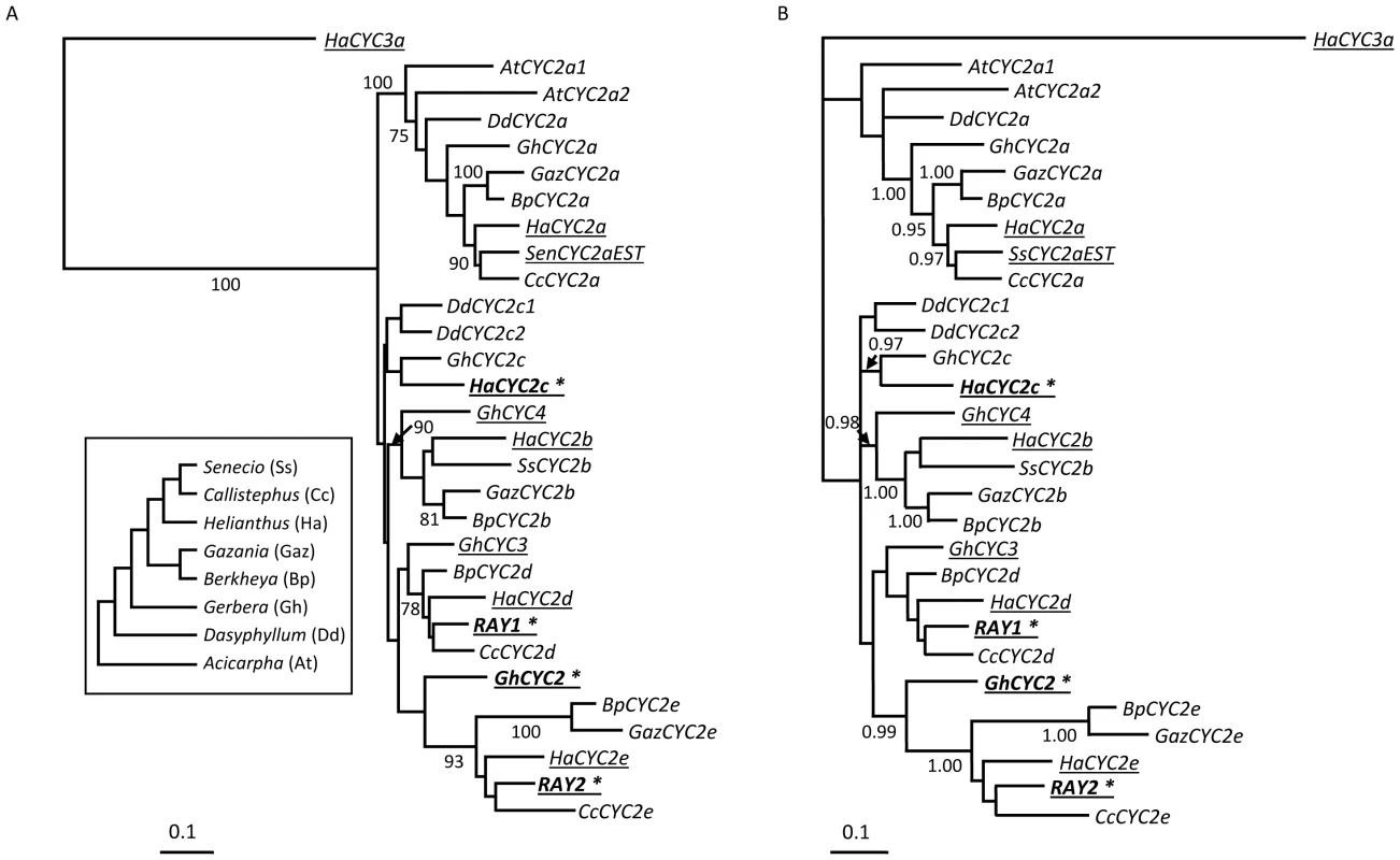 Maximum likelihood and Bayesian gene trees showing relationships between <i>CYCLOIDEA</i> gene sequences from the Asteraceae.