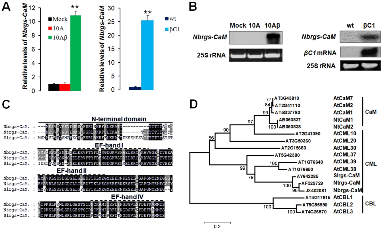 Induction of <i>Nicotiana benthamiana</i> calmodulin-like protein Nbrgs-CaM by TYLCCNB βC1.