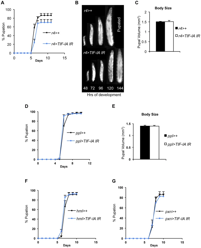 Fat-specific and lymph gland-specific TIF-IA inhibition has modest effects on growth and development.