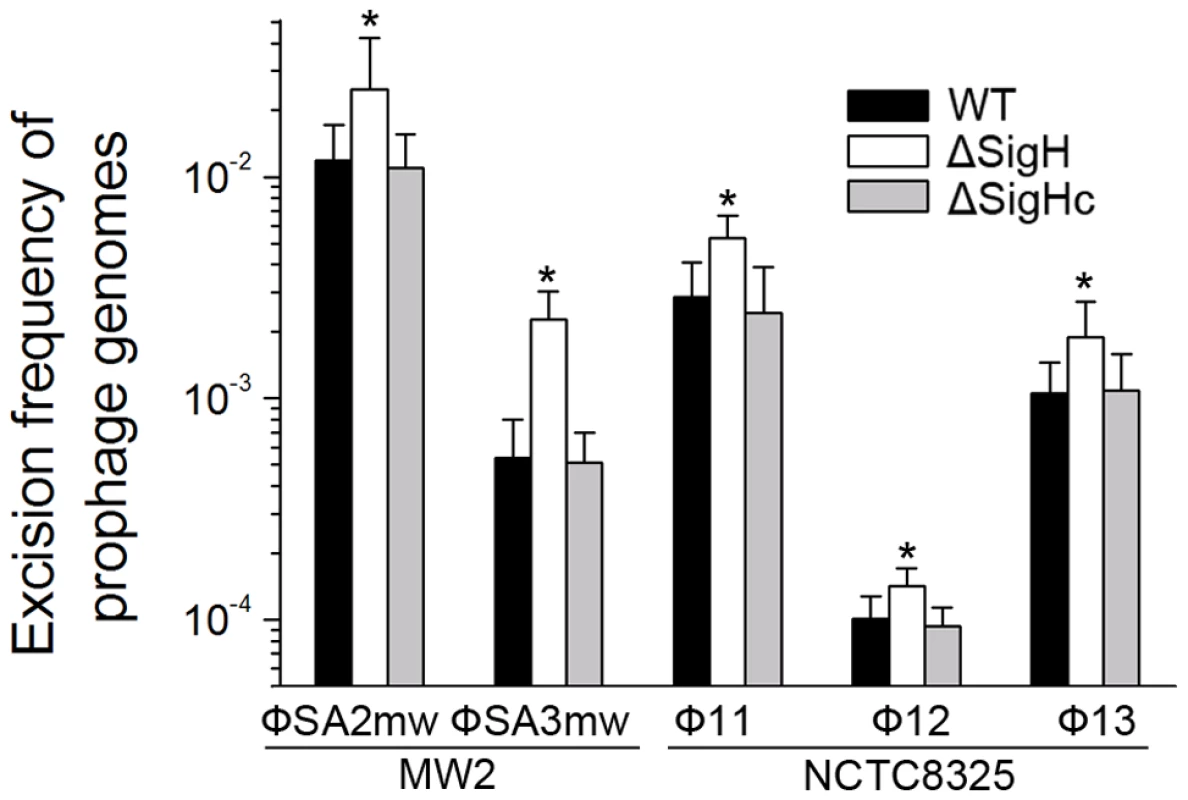 <i>SigH</i> plays a regulatory role on prophage excision and integration via integrase.