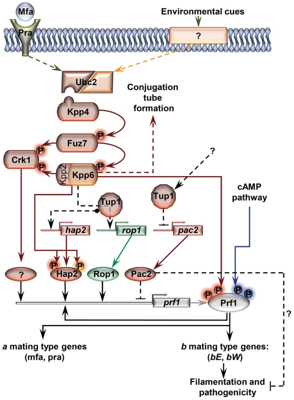 Proposed model for the roles of Tup1 in the control of mating-type genes.