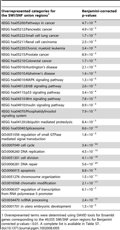 Significant pathways and biological processes associated with SWI/SNF union ChIP-Seq regions.