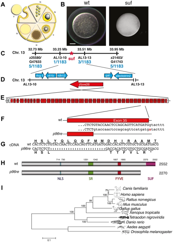 Molecular identification of the <i>suf</i> locus.