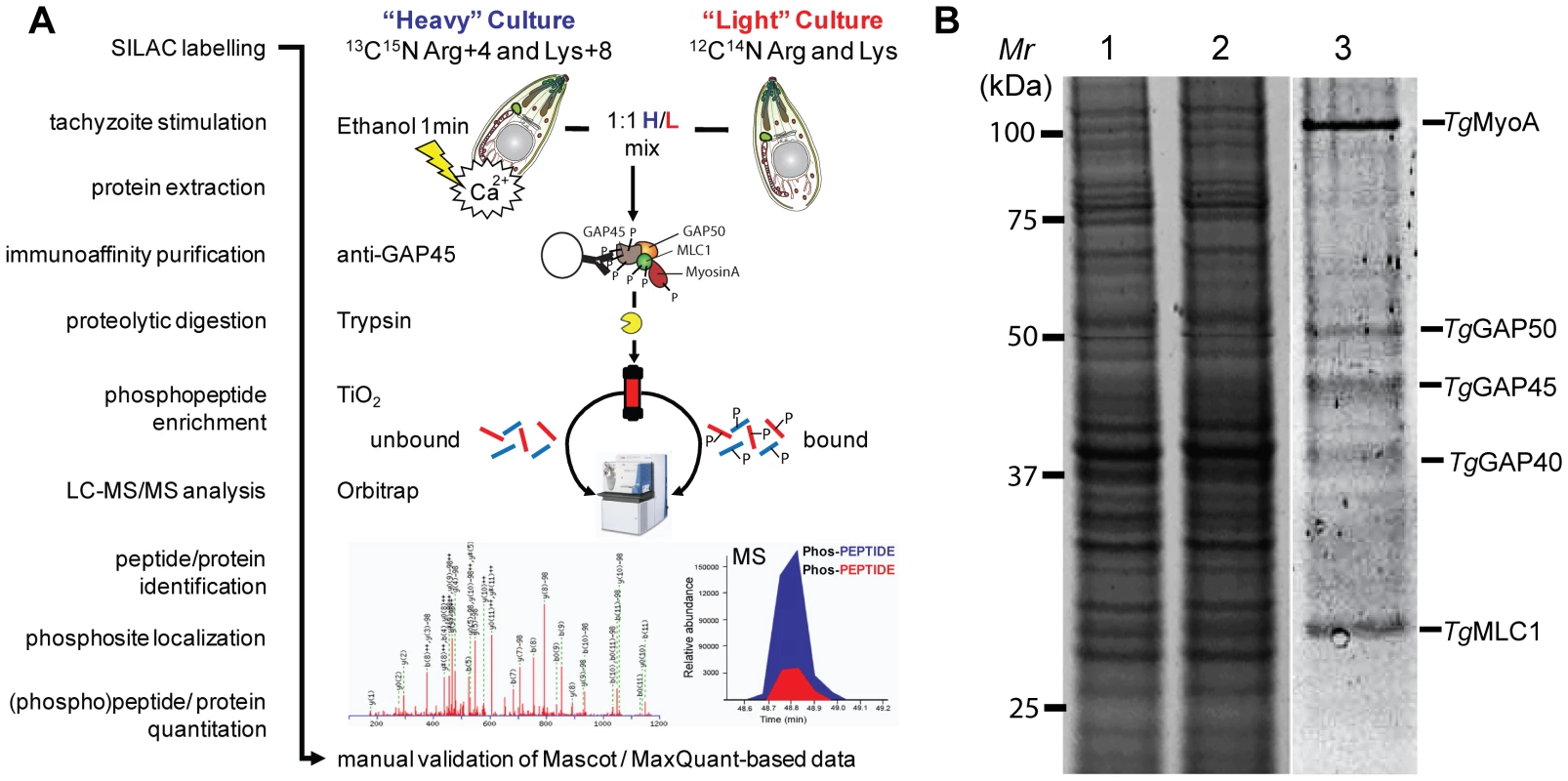 Quantification of calcium-dependent regulation of phosphorylation sites of <i>Toxoplasma</i> invasion motor complex components.