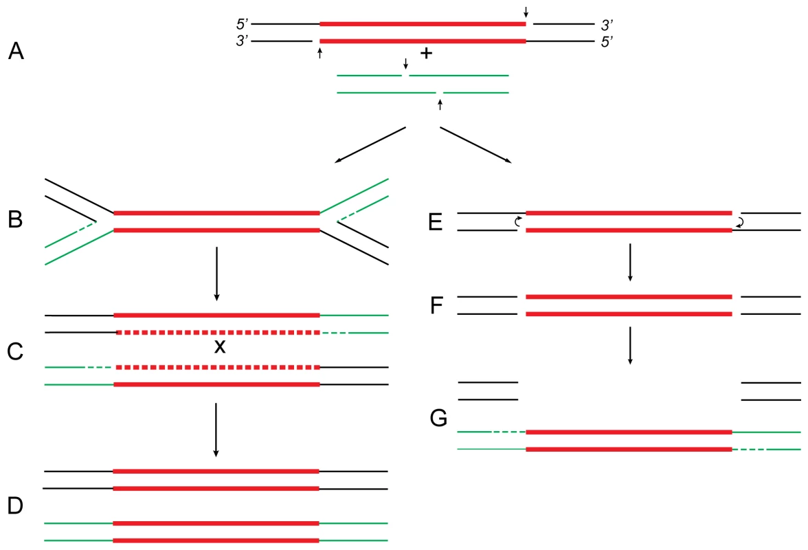 Proposed relationship of replicative and conservative transposition.