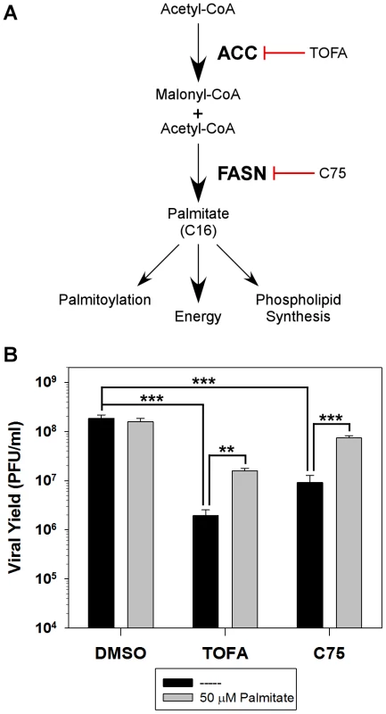 Analysis of the <i>de novo</i> fatty acid biosynthesis pathway during vaccinia infection.