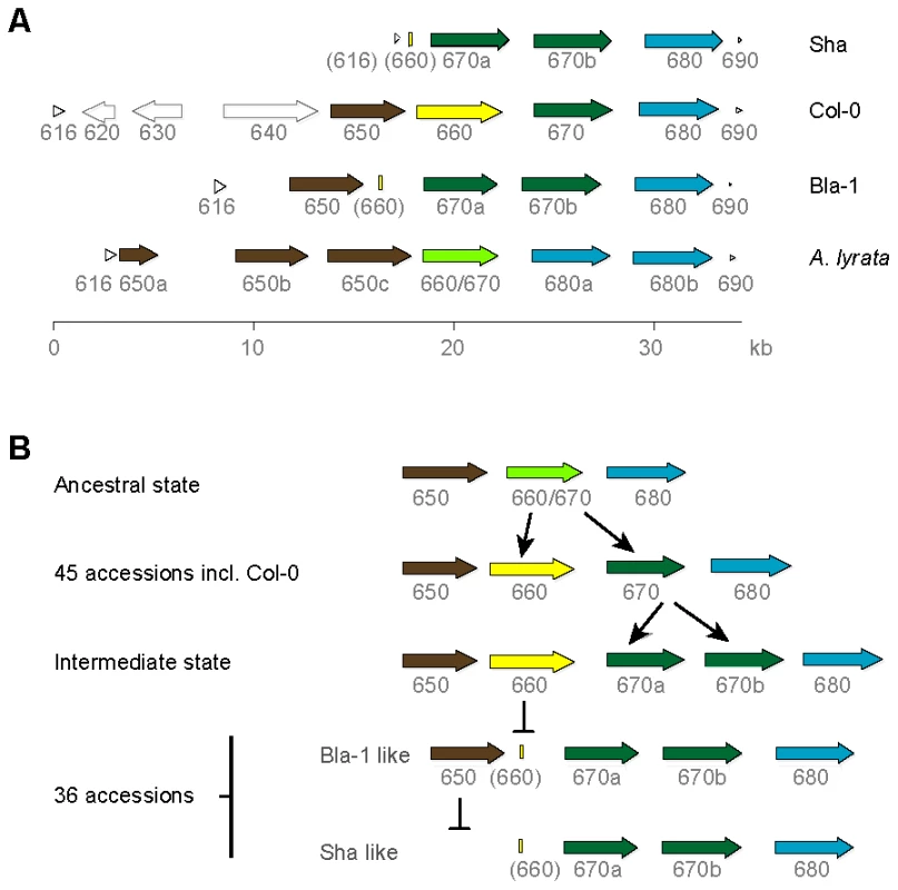 OAK kinase cluster architecture.