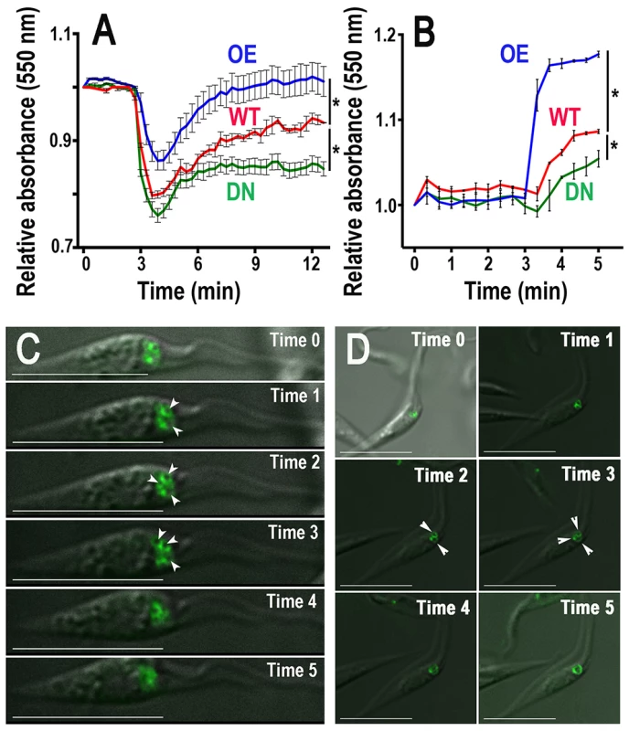 Regulatory volume changes of epimastigotes.
