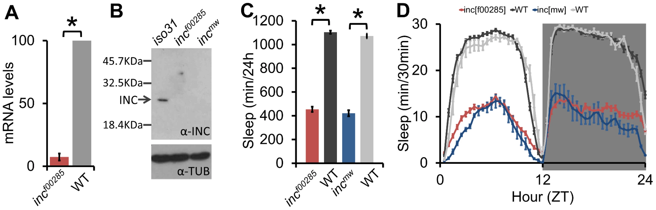 Sleep is reduced throughout the day in <i>inc</i> mutants.