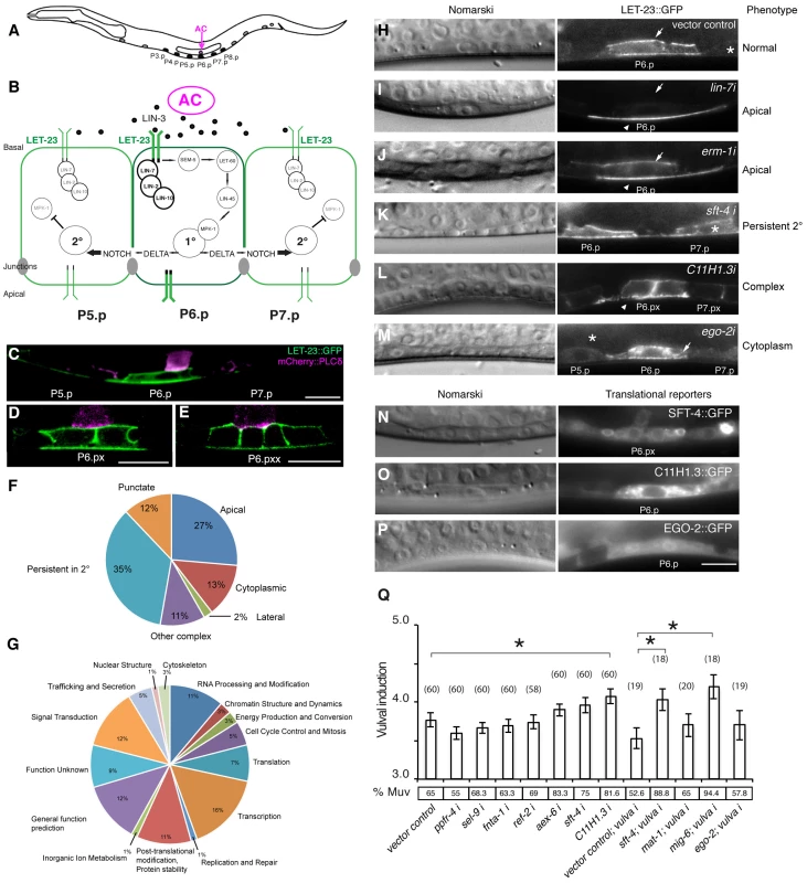 Identification of genes regulating LET-23 EGFR localization and signaling.