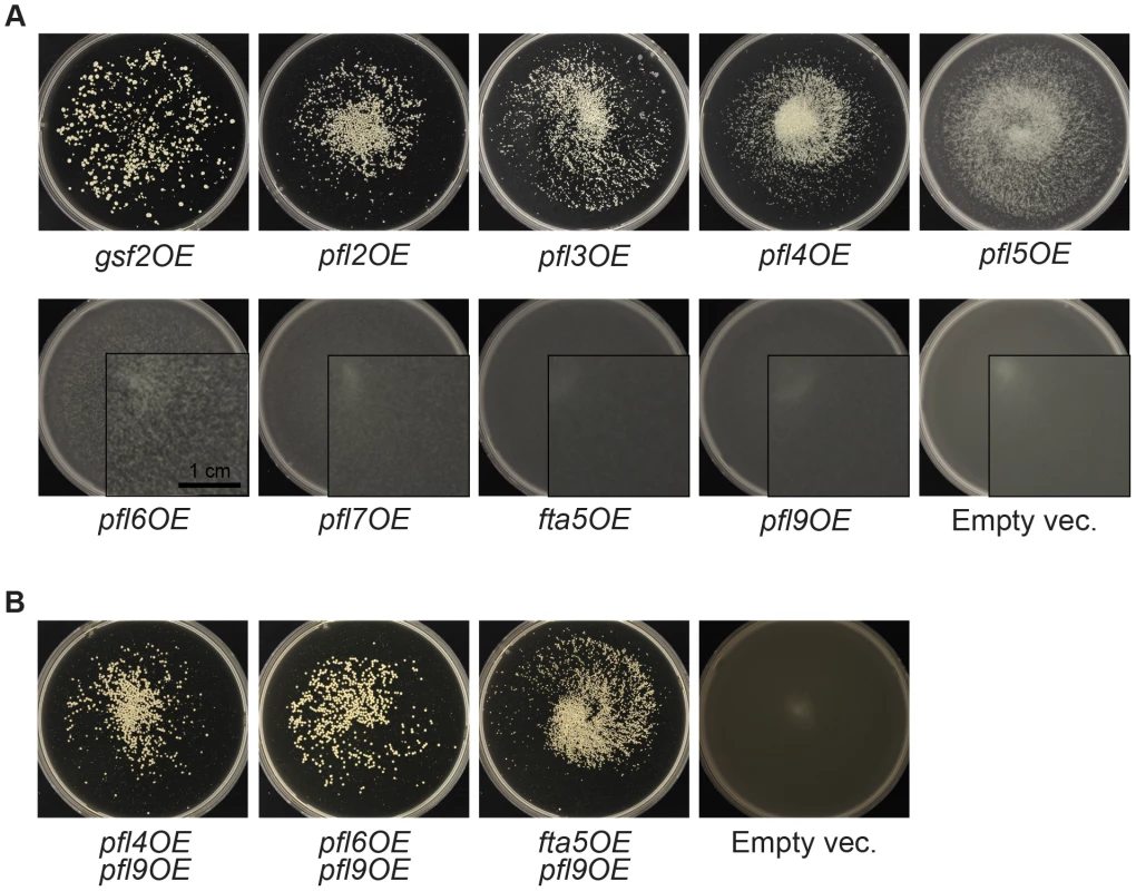 Overexpression of putative flocculin target genes of Mbx2 and Rfl1 induces flocculation.