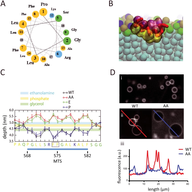 Molecular dynamics simulation of MTS interaction with phospholipid bilayer.