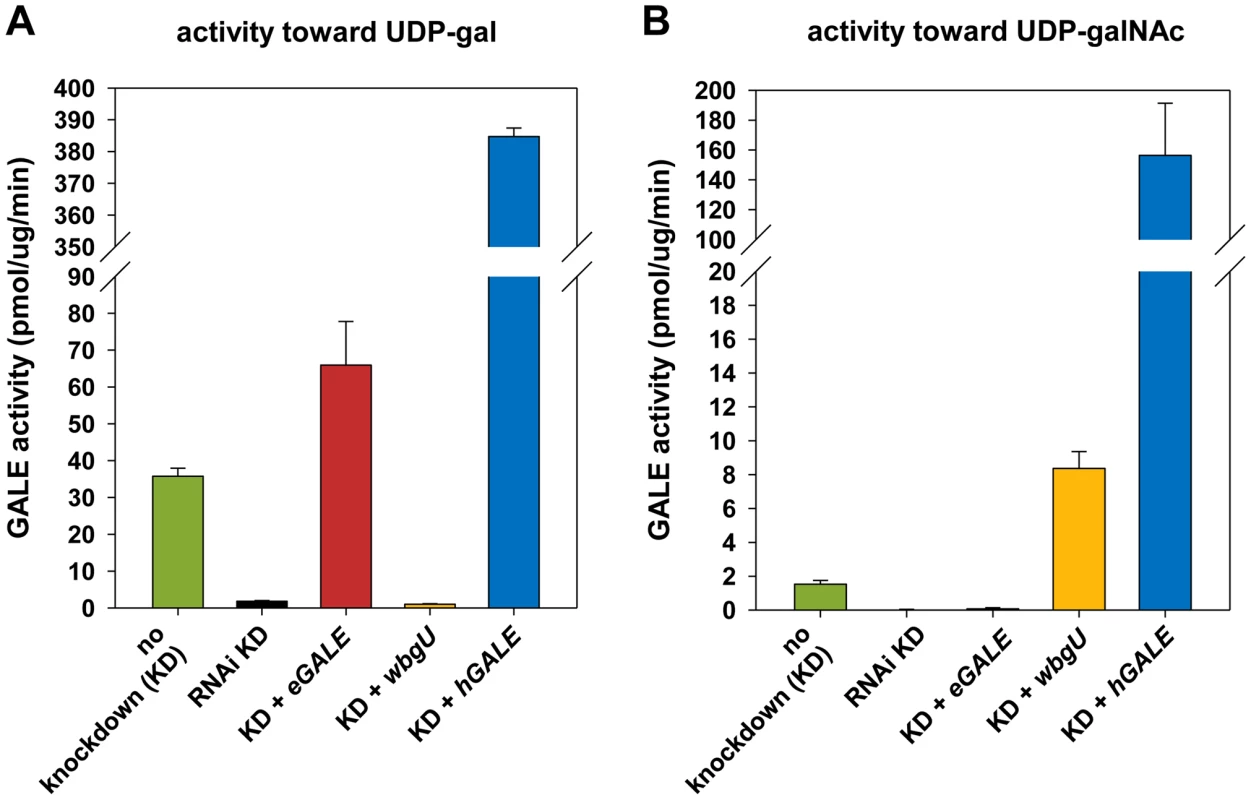 Enzyme activities of flies expressing different <i>GALE</i>